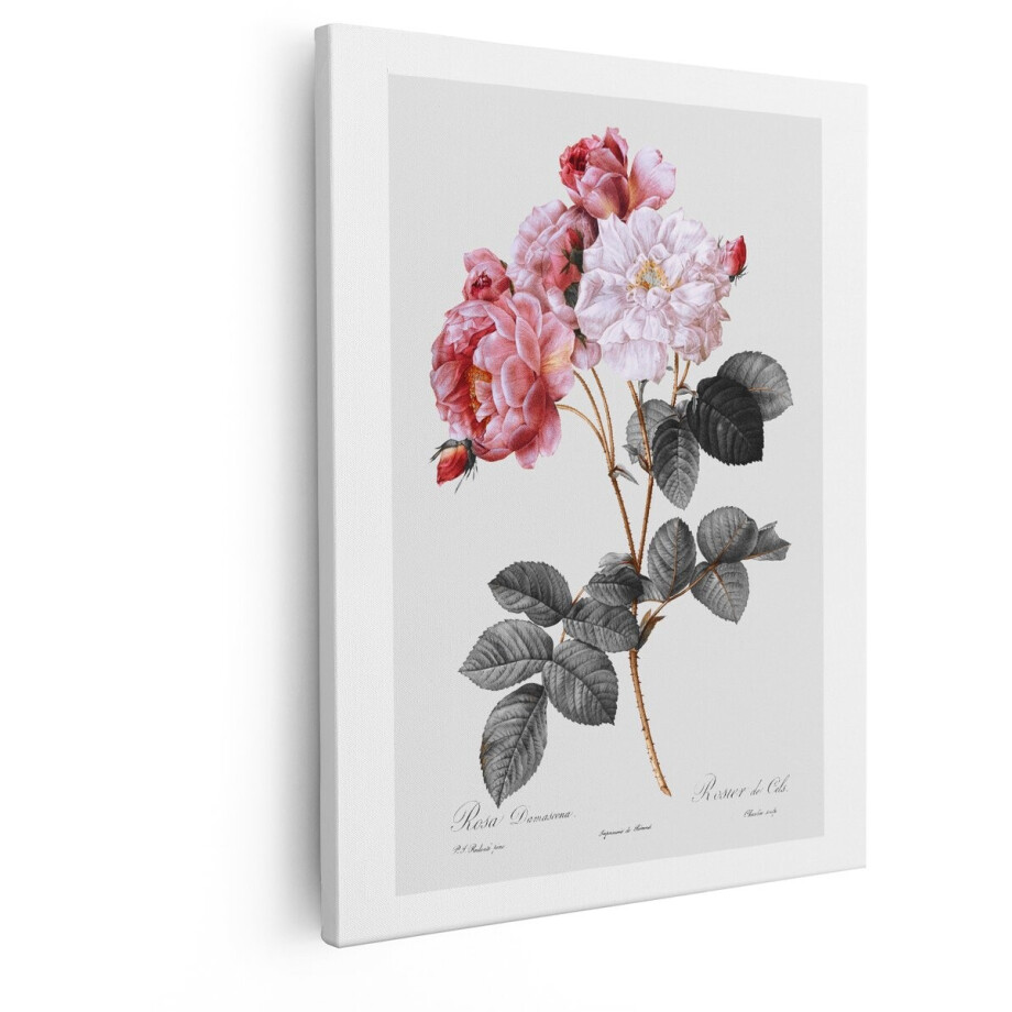 Artaza Canvas Schilderij Vintage Botanische Illustratie van Roze Damask Rozen met Bladeren - 40x50 cm - Wanddecoratie Woonkamer - Schilderijen - Muurdecoratie afbeelding 1