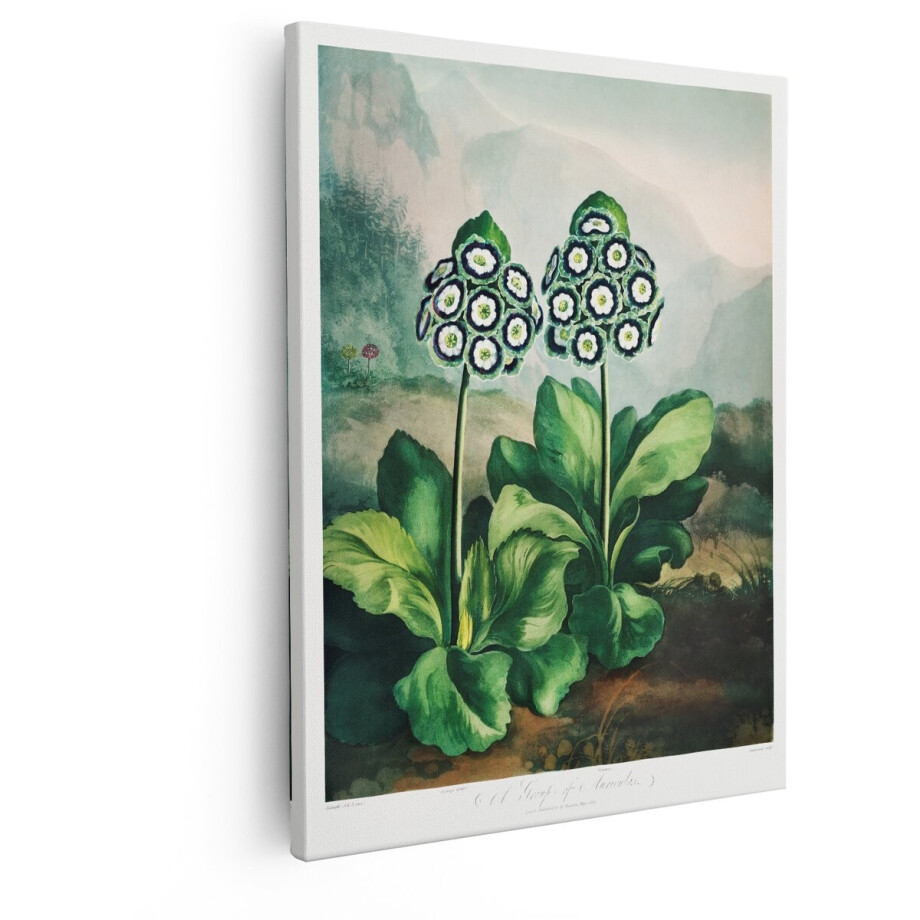 Artaza Canvas Schilderij Botanische Illustratie van twee Bloeiende Primula Auricula Planten in een Berglandschap - 40x50 cm - Wanddecoratie Woonkamer - Schilderijen - Muurdecoratie afbeelding 1