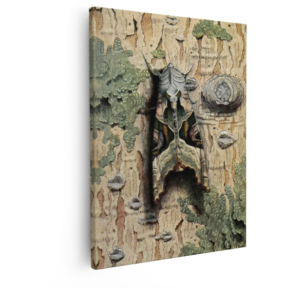 Artaza Canvas Schilderij Gedetailleerde Illustratie van een Nachtvlinder op Boomschors met Mos en Korstmossen - 40x50 cm - Wanddecoratie Woonkamer - Schilderijen - Muurdecoratie afbeelding 1