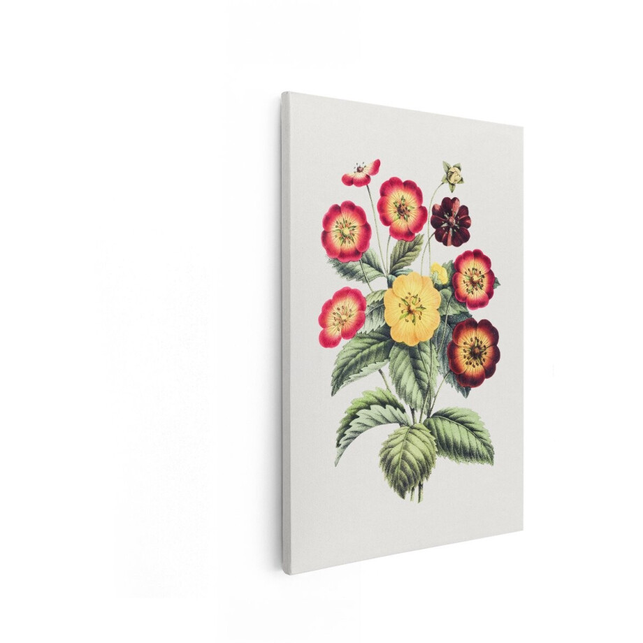 Artaza Canvas Schilderij Vintage Botanische Illustratie van een Cluster Rode en Gele Vijfbladbloemen - 40x60 cm - Wanddecoratie Woonkamer - Schilderijen - Muurdecoratie afbeelding 1