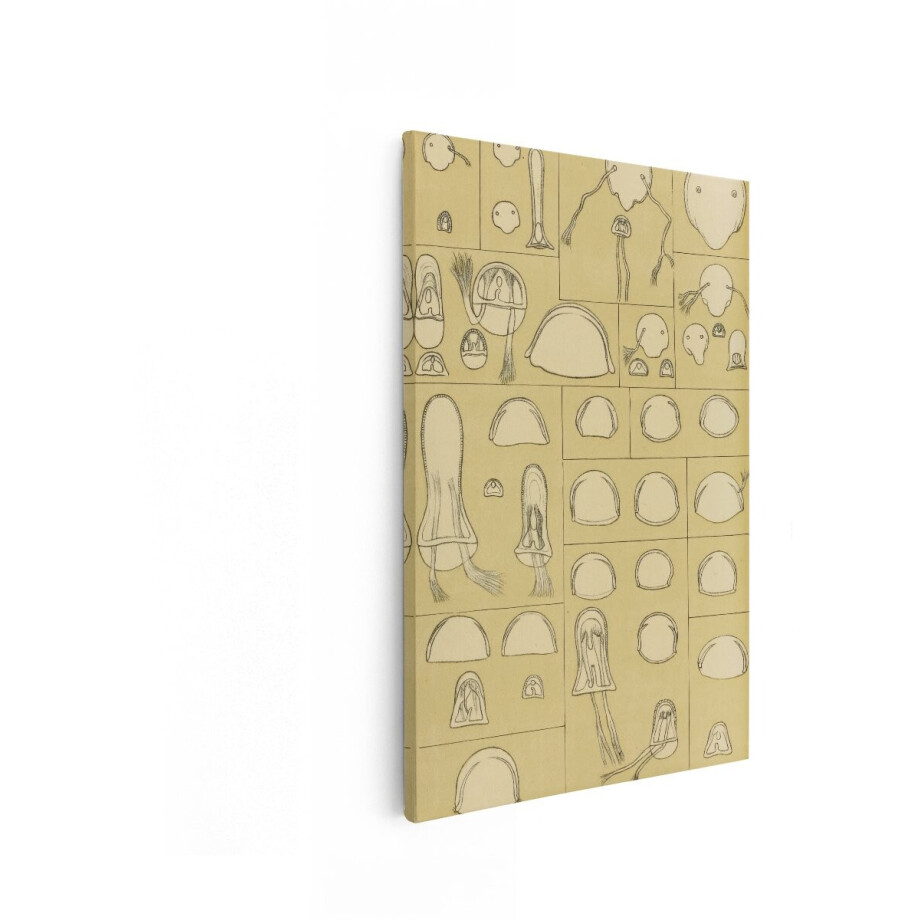 Artaza Canvas Schilderij Gedetailleerde Illustraties van Verschillende Kwallen en hun Anatomie - 20x30 cm - Klein - Wanddecoratie Woonkamer - Schilderijen - Muurdecoratie afbeelding 1