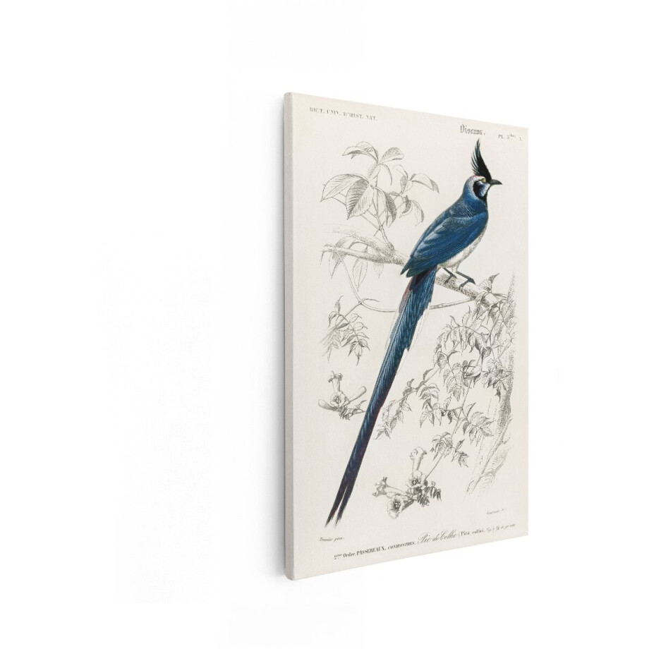 Artaza Canvas Schilderij Vogel - 20x30 cm - Wanddecoratie Blauwe Ekster - Muurdecoratie Vintage - Schilderijen Dieren - Blauw Artaza Canvas Schilderij Vogel - 20x30 cm - Wanddecoratie Blauwe Ekster - Muurdecoratie Vintage - Schilderijen Dieren - Blauw afbeelding 1