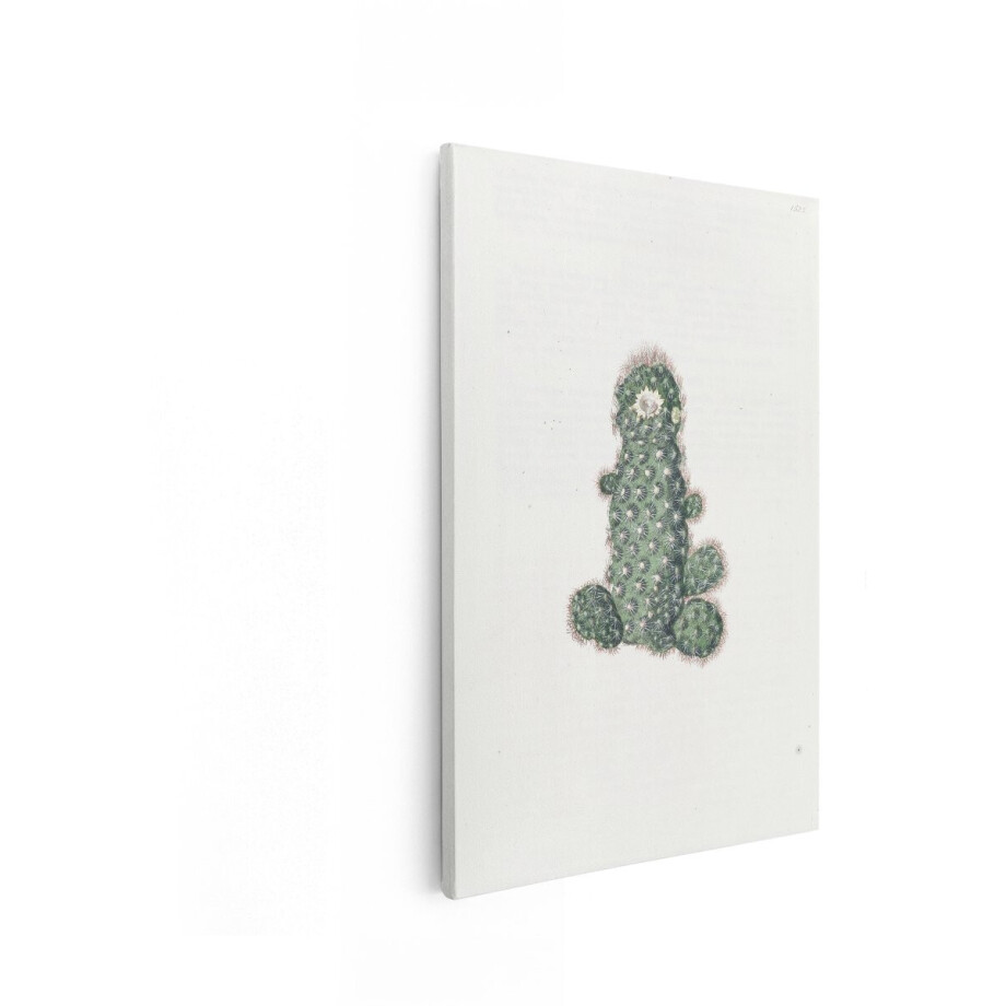 Artaza Canvas Schilderij Gedetailleerde Illustratie van een Bloeiende Cactus met Stekels en Zijscheuten - 20x30 cm - Klein - Wanddecoratie Woonkamer - Schilderijen - Muurdecoratie afbeelding 1