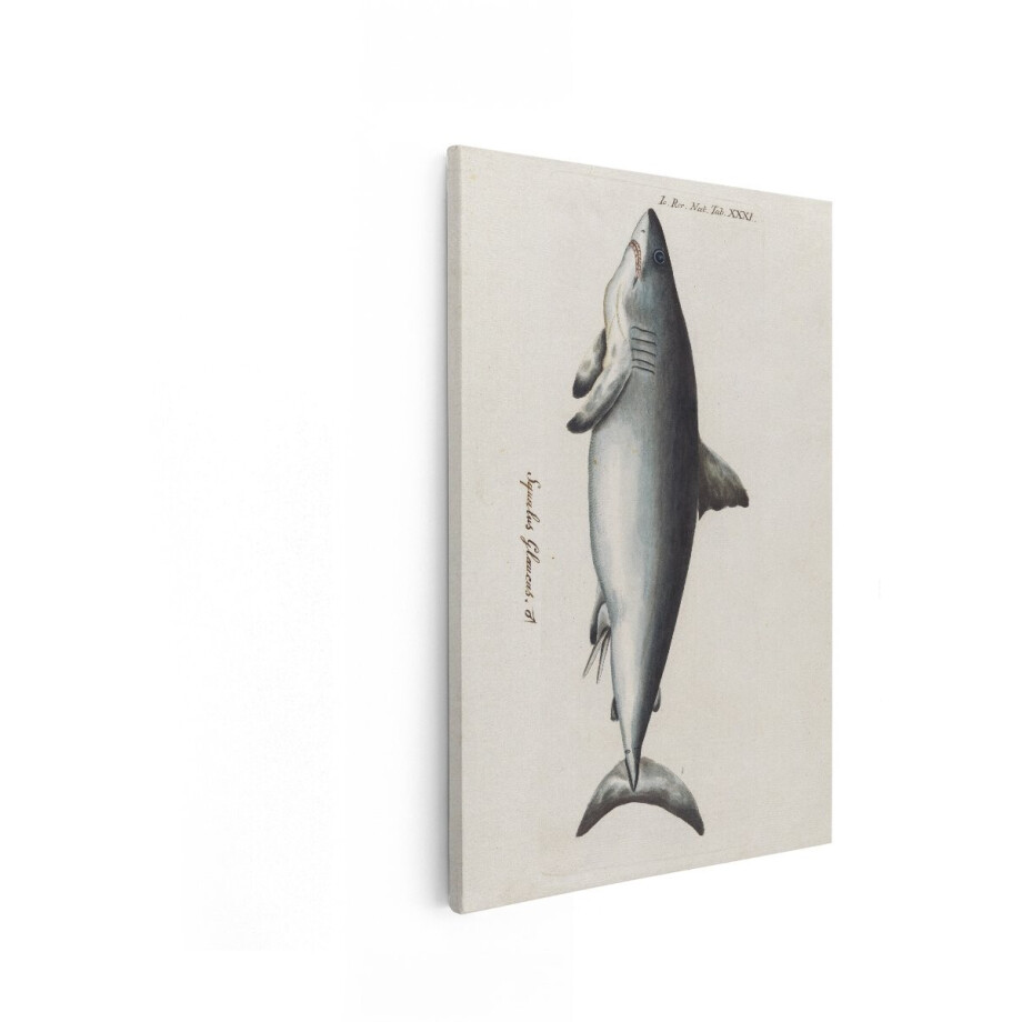 Artaza Canvas Schilderij Historische Illustratie van een Blauwe Haai - Squalus Glaucus - met Latijnse Tekst - 40x60 cm - Wanddecoratie Woonkamer - Schilderijen - Muurdecoratie Artaza Canvas Schilderij Historische Illustratie van een Blauwe Haai - Squalus Glaucus - met Latijnse Tekst - 40x60 cm - Wanddecoratie Woonkamer - Schilderijen - Muurdecoratie afbeelding 1