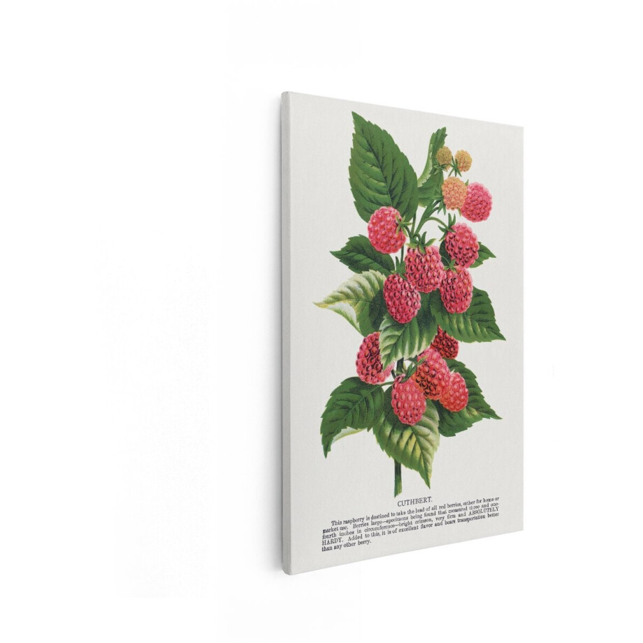 Artaza Canvas Schilderij Frambozenplant - 20x30 cm - Botanische Wanddecoratie - Muurdecoratie Vintage Fruit - Schilderijen Op Canvas Artaza Canvas Schilderij Frambozenplant - 20x30 cm - Botanische Wanddecoratie - Muurdecoratie Vintage Fruit - Schilderijen Op Canvas afbeelding 1