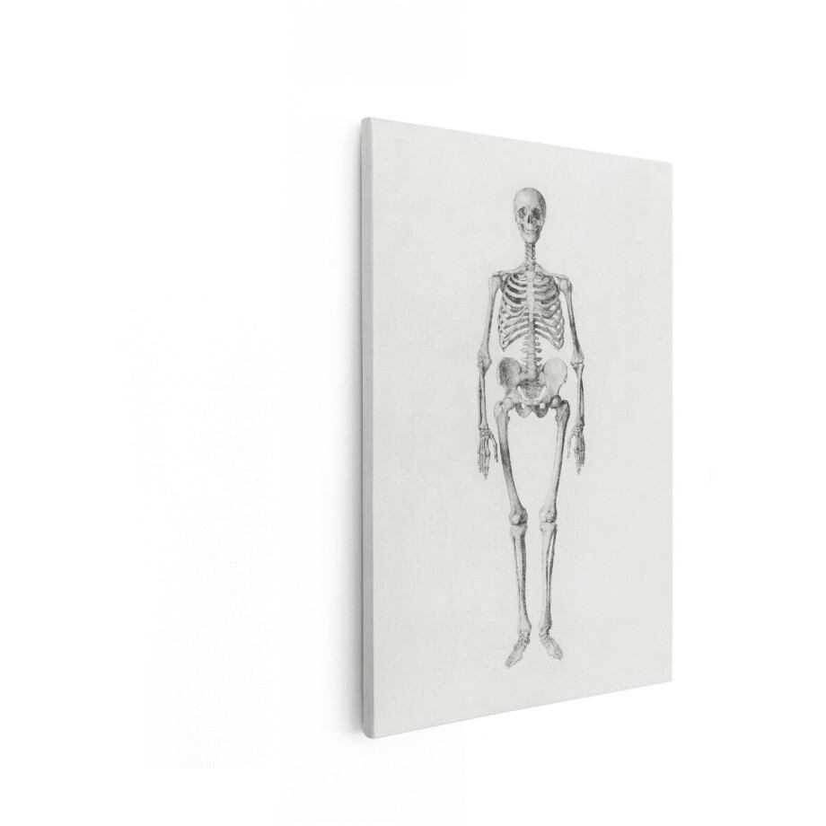 Artaza Canvas Schilderij Gedetailleerde Anatomische Illustratie van een Menselijk Skelet in Staande Positie - 80x120 cm - Groot - Wanddecoratie Woonkamer - Schilderijen - Muurdecoratie afbeelding 1