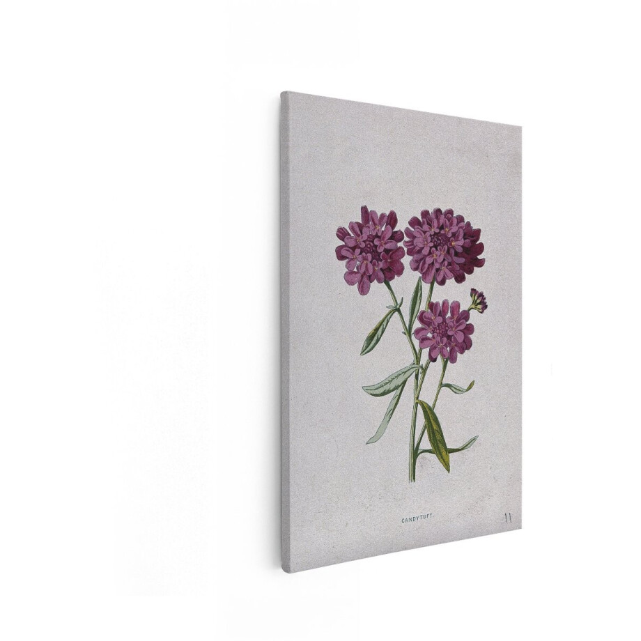 Artaza Canvas Schilderij Candytuft - 20x30 cm - Wanddecoratie Bloem - Muurdecoratie Vintage Botanisch - Schilderijen Op Canvas Paars Artaza Canvas Schilderij Candytuft - 20x30 cm - Wanddecoratie Bloem - Muurdecoratie Vintage Botanisch - Schilderijen Op Canvas Paars afbeelding 1