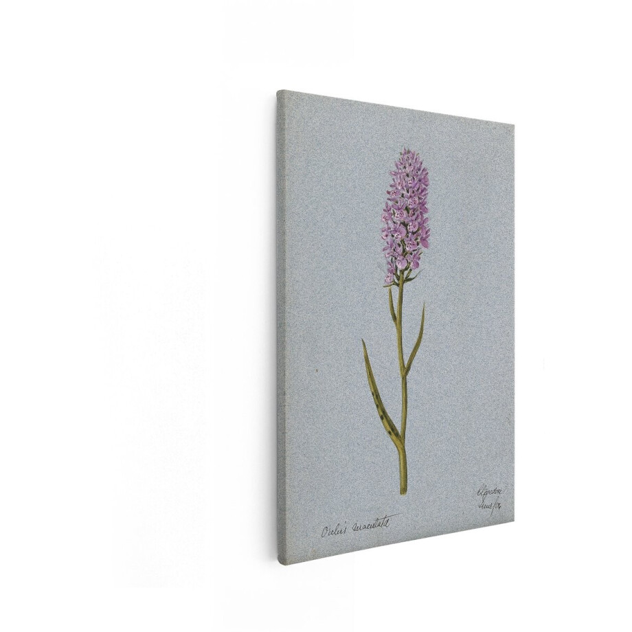 Artaza Canvas Schilderij Gedetailleerde Aquareltekening van een Gevlekte Orchis Bloem op een Blauwe Achtergrond - 80x120 cm - Groot - Wanddecoratie Woonkamer - Schilderijen - Muurdecoratie afbeelding 1