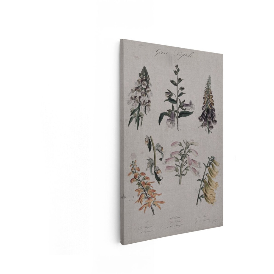 Artaza Canvas Schilderij Botanische Bloemen - 20x30 cm - Wanddecoratie Vintage - Muurdecoratie Digitalis - Vintage Kamer Accessoires Artaza Canvas Schilderij Botanische Bloemen - 20x30 cm - Wanddecoratie Vintage - Muurdecoratie Digitalis - Vintage Kamer Accessoires afbeelding 1