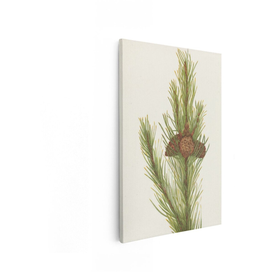 Artaza Canvas Schilderij Gedetailleerde Illustratie van een Dennentak met Dennenappels en Naalden - 20x30 cm - Klein - Wanddecoratie Woonkamer - Schilderijen - Muurdecoratie afbeelding 1