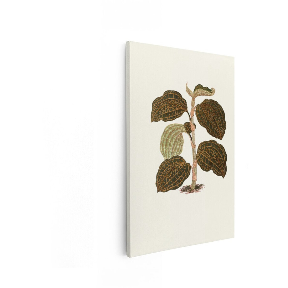 Artaza Canvas Schilderij Gedetailleerde Botanische Illustratie van een Plant met Netvormige Bladeren - 40x60 cm - Wanddecoratie Woonkamer - Schilderijen - Muurdecoratie afbeelding 1