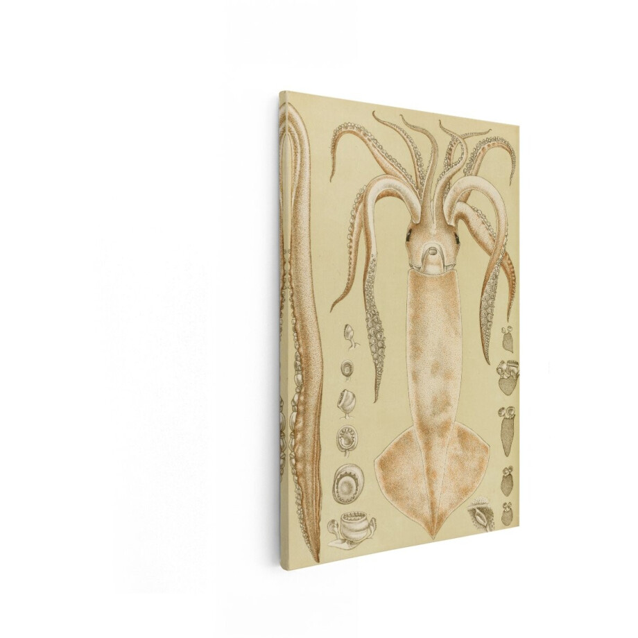 Artaza Canvas Schilderij Zeedieren - 20x30 cm - Wanddecoratie Inktvis Vintage - Muurdecoratie Retro - Schilderijen Op Canvas Dieren afbeelding 1