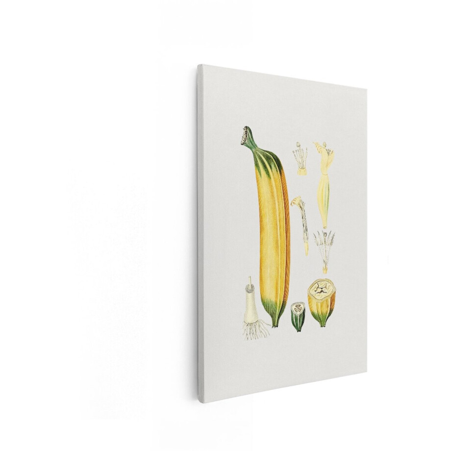 Artaza Canvas Schilderij Gedetailleerde Botanische Illustratie van een Banaan en Bloemen - 80x120 cm - Groot - Wanddecoratie Woonkamer - Schilderijen - Muurdecoratie Artaza Canvas Schilderij Gedetailleerde Botanische Illustratie van een Banaan en Bloemen - 80x120 cm - Groot - Wanddecoratie Woonkamer - Schilderijen - Muurdecoratie afbeelding 1