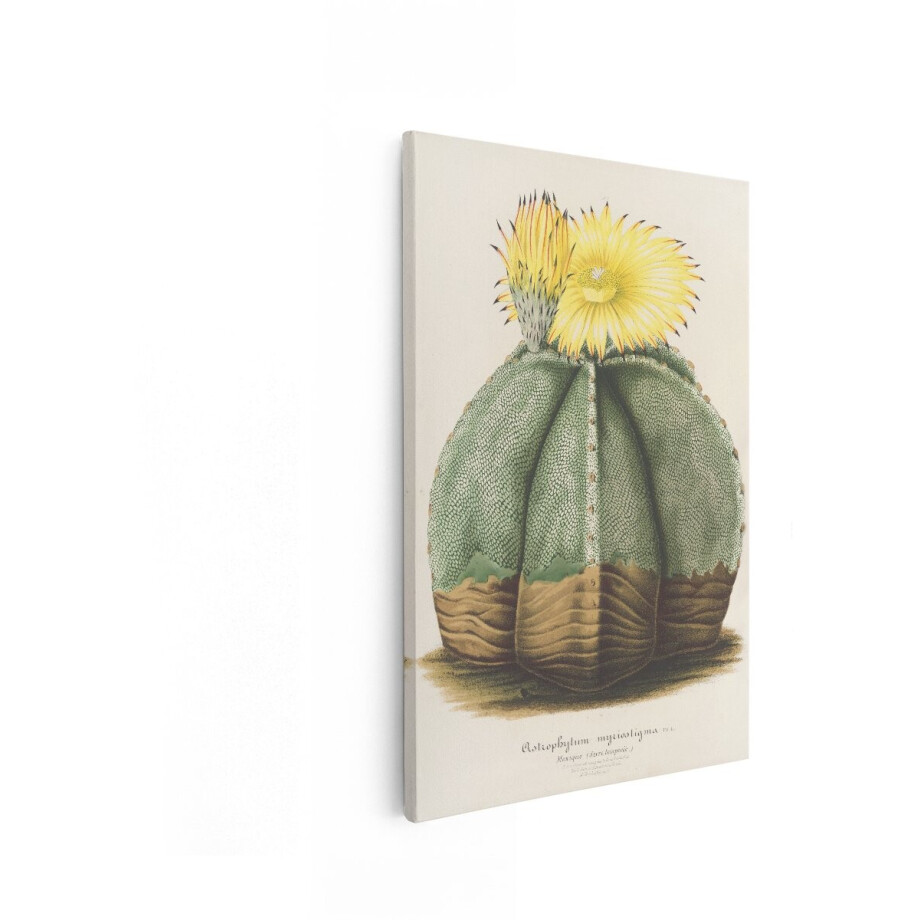 Artaza Canvas Schilderij Gedetailleerde Illustratie van de Astrophytum Myriostigma Cactus met Gele Bloemen - 20x30 cm - Klein - Wanddecoratie Woonkamer - Schilderijen - Muurdecoratie afbeelding 1
