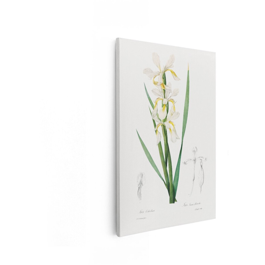 Artaza Canvas Schilderij Gedetailleerde Botanische Illustratie van Witte en Gele Irisbloemen - 40x60 cm - Wanddecoratie Woonkamer - Schilderijen - Muurdecoratie afbeelding 1