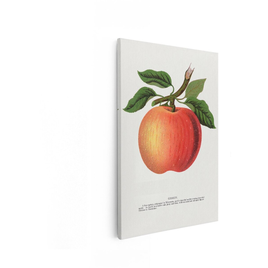 Artaza Canvas Schilderij Gideon Appel met Bladeren en Tak - Vintage Illustratie van Fruit - 20x30 cm - Klein - Wanddecoratie Woonkamer - Schilderijen - Muurdecoratie afbeelding 1