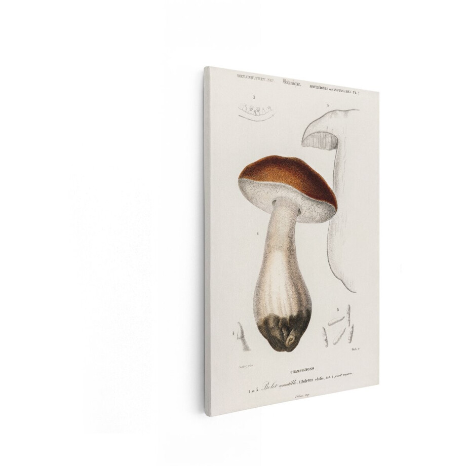 Artaza Canvas Schilderij Gedetailleerde Illustratie van de Eetbare Boletus Paddenstoel - Wetenschappelijk en Botanisch - 60x90 cm - Wanddecoratie Woonkamer - Schilderijen - Muurdecoratie afbeelding 1
