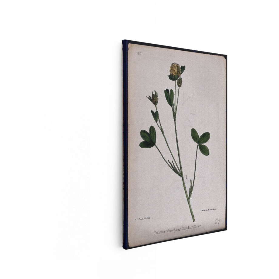Artaza Canvas Schilderij Botanische Illustratie van Trifolium Ochroleucum - de Zwavelklaver - met Gedetailleerde Bladeren en Bloemen - 60x90 cm - Wanddecoratie Woonkamer - Schilderijen - Muurdecoratie afbeelding 1