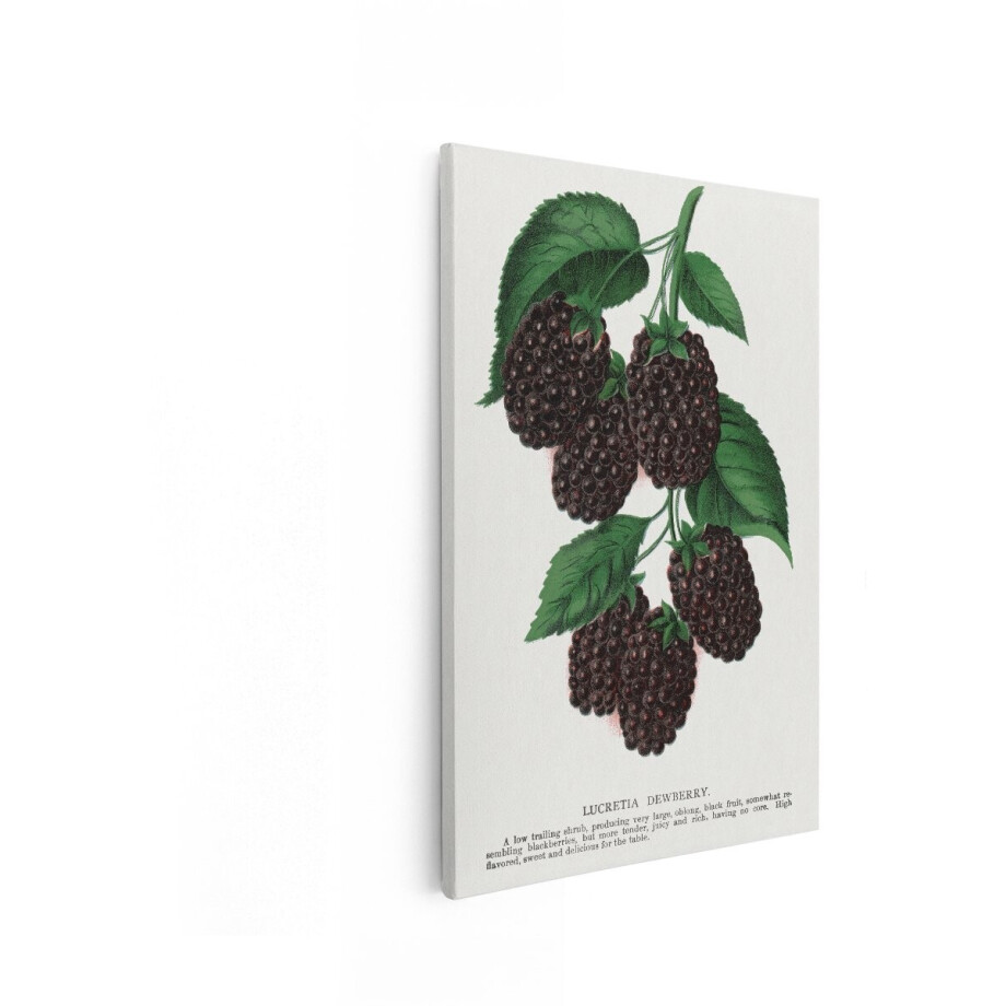 Artaza Canvas Schilderij Lucretia Dewberry-Illustratie met Donkere Bessen en Groene Bladeren op een Lichte Achtergrond - 20x30 cm - Klein - Wanddecoratie Woonkamer - Schilderijen - Muurdecoratie Artaza Canvas Schilderij Lucretia Dewberry-Illustratie met Donkere Bessen en Groene Bladeren op een Lichte Achtergrond - 20x30 cm - Klein - Wanddecoratie Woonkamer - Schilderijen - Muurdecoratie afbeelding 1