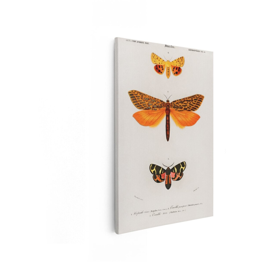 Artaza Canvas Schilderij Gedetailleerde Illustratie van Drie Verschillende Soorten Nachtvlinders in een Wetenschappelijke Publicatie - 40x60 cm - Wanddecoratie Woonkamer - Schilderijen - Muurdecoratie afbeelding 1