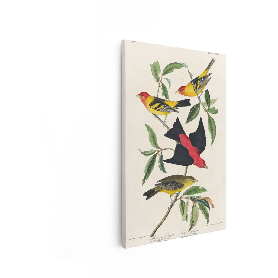 Artaza Canvas Schilderij Vogels - 40x60 cm - Wanddecoratie Vintage Tanager - Muurdecoratie Dieren - Schilderijen Op Canvas Woonkamer Artaza Canvas Schilderij Vogels - 40x60 cm - Wanddecoratie Vintage Tanager - Muurdecoratie Dieren - Schilderijen Op Canvas Woonkamer afbeelding 1
