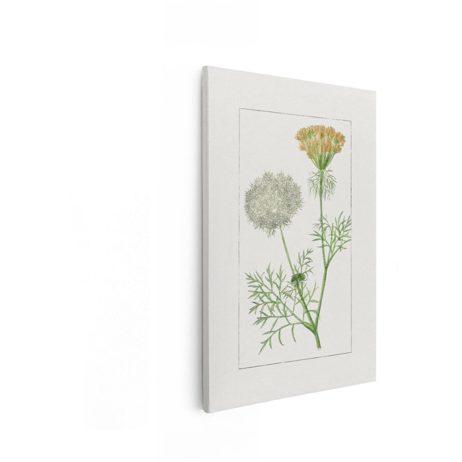 Artaza Canvas Schilderij Botanische Illustratie van Wilde Wortelbloemen met Gedetailleerde Bladeren en Stengels - 60x90 cm - Wanddecoratie Woonkamer - Schilderijen - Muurdecoratie afbeelding 1