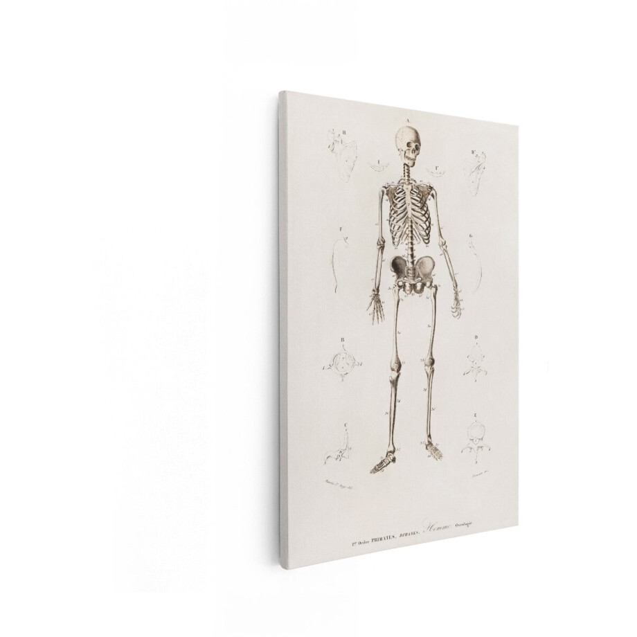 Artaza Canvas Schilderij Anatomie - 20x30 cm - Wanddecoratie Skelet - Vintage Muurdecoratie Botten - Retro Schilderijen Op Canvas Artaza Canvas Schilderij Anatomie - 20x30 cm - Wanddecoratie Skelet - Vintage Muurdecoratie Botten - Retro Schilderijen Op Canvas afbeelding 1