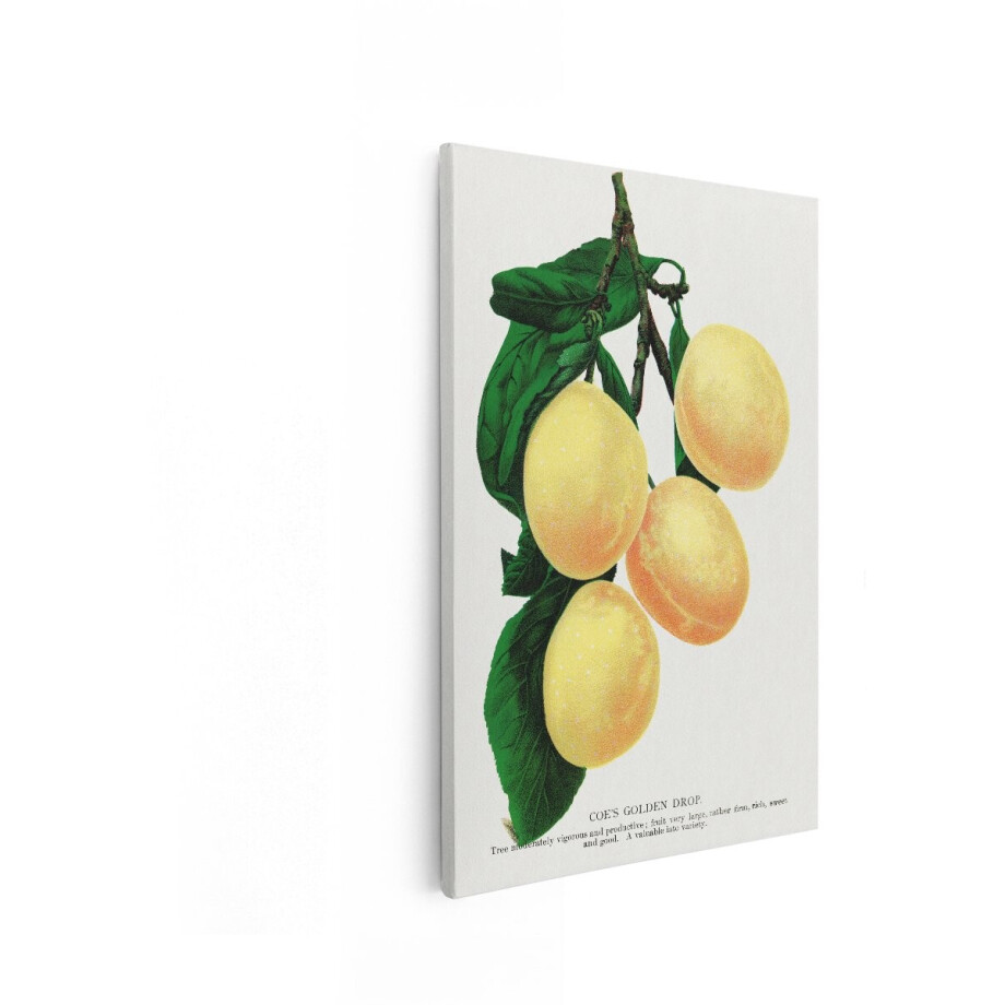Artaza Canvas Schilderij Pruimentak - 20x30 cm - Wanddecoratie Botanische Illustratie - Muurdecoratie Vintage Fruit - Schilderijen Op Canvas afbeelding 1