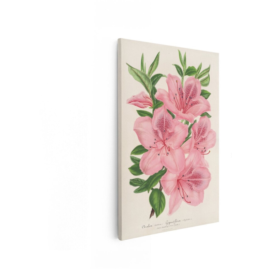 Artaza Canvas Schilderij Roze Azalea - 20x30 cm - Wanddecoratie Bloemen - Muurdecoratie Vintage - Schilderijen Op Canvas Botanisch afbeelding 1