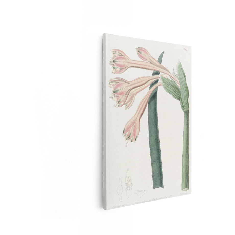 Artaza Canvas Schilderij Botanische Illustratie van een Plant met Roze Bloemen en Groene Bladeren - 19E-Eeuwse Gravure - 60x90 cm - Wanddecoratie Woonkamer - Schilderijen - Muurdecoratie afbeelding 1