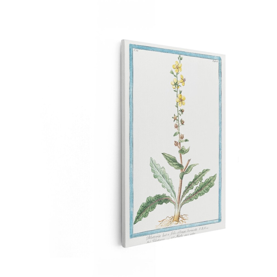 Artaza Canvas Schilderij Gedetailleerde Botanische Illustratie van de Gele Toorts Plant met Bloemen en Bladeren - 80x120 cm - Groot - Wanddecoratie Woonkamer - Schilderijen - Muurdecoratie afbeelding 1