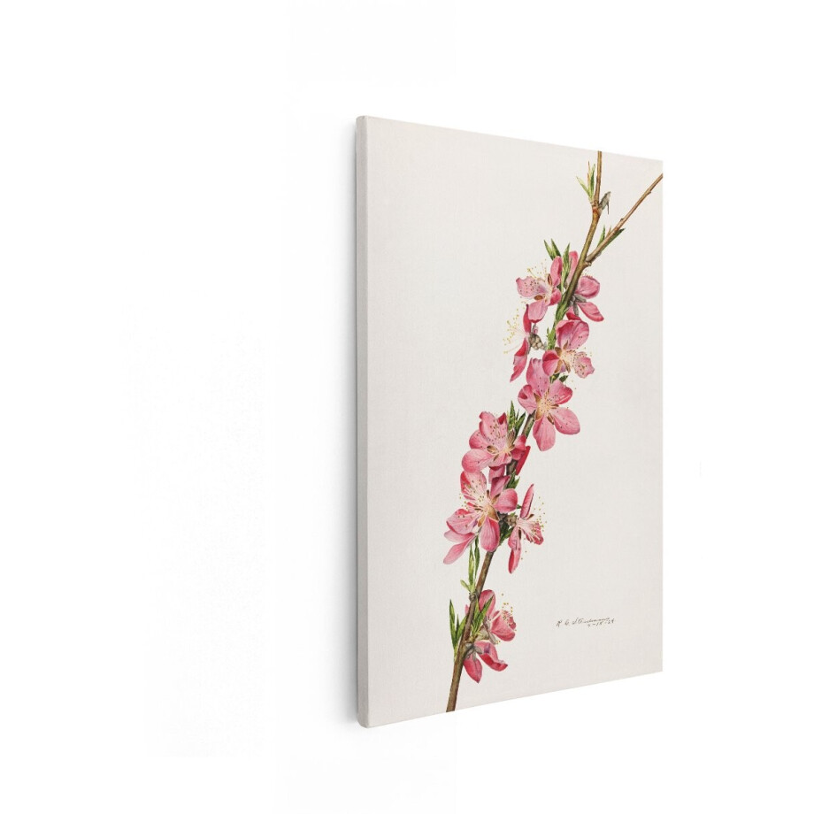 Artaza Canvas Schilderij Gedetailleerde Aquarel van Bloeiende Perzikbloesem aan een Tak met een Witte Achtergrond - 80x120 cm - Groot - Wanddecoratie Woonkamer - Schilderijen - Muurdecoratie Artaza Canvas Schilderij Gedetailleerde Aquarel van Bloeiende Perzikbloesem aan een Tak met een Witte Achtergrond - 80x120 cm - Groot - Wanddecoratie Woonkamer - Schilderijen - Muurdecoratie afbeelding 1