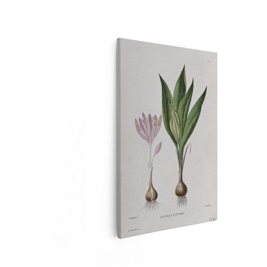 Artaza Canvas Schilderij Herfstkrokus - 40x60 cm - Wanddecoratie Bloemen - Muurdecoratie Vintage - Botanische Schilderijen Op Canvas afbeelding 1