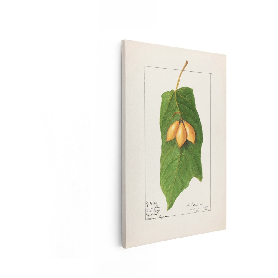 Artaza Canvas Schilderij Tamarillo - 20x30 cm - Wanddecoratie Botanisch - Muurdecoratie Vintage Fruit - Schilderijen Op Canvas Natuur Artaza Canvas Schilderij Tamarillo - 20x30 cm - Wanddecoratie Botanisch - Muurdecoratie Vintage Fruit - Schilderijen Op Canvas Natuur afbeelding 1