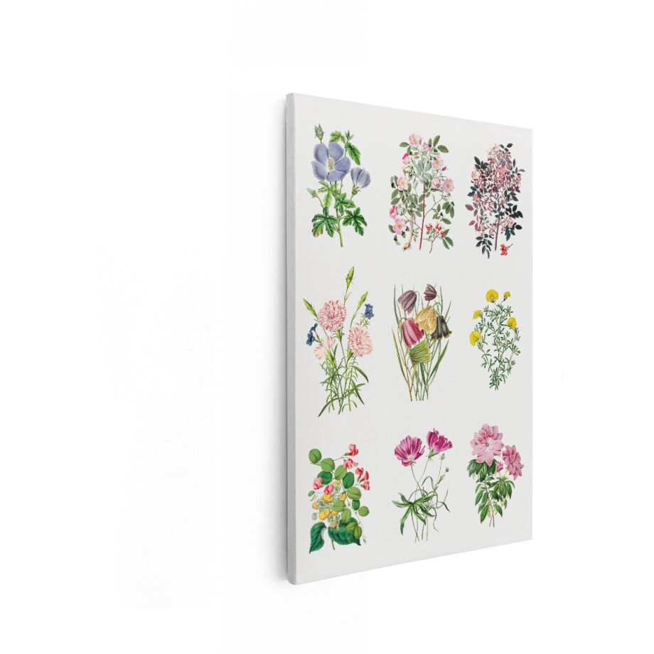 Artaza Canvas Schilderij Botanische Illustratie - 20x30 cm - Wanddecoratie Bloemen Vintage - Muurdecoratie Planten - Kamer Accessoires afbeelding 1
