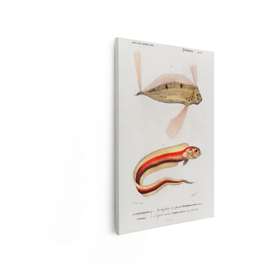 Artaza Canvas Schilderij Gedetailleerde Illustratie van twee Vissen - een Platvis en een Palingachtige Vis - 60x90 cm - Wanddecoratie Woonkamer - Schilderijen - Muurdecoratie afbeelding 1