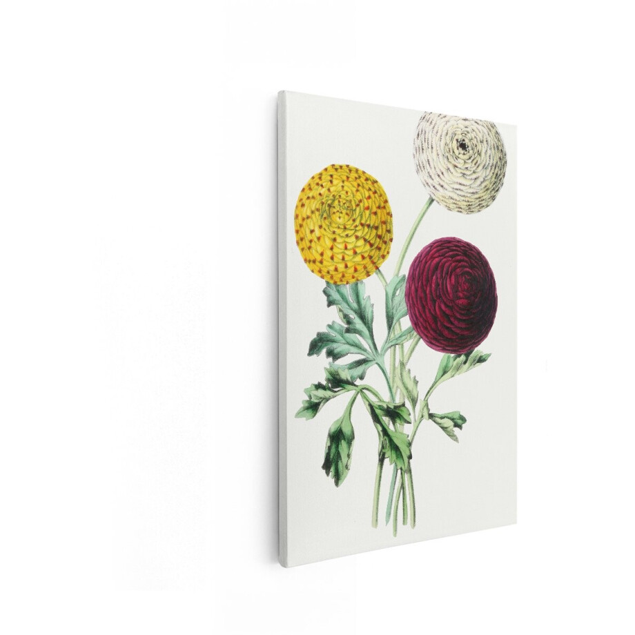 Artaza Canvas Schilderij Gedetailleerde Botanische Illustratie van Drie Ranonkels in Verschillende Kleuren - 60x90 cm - Wanddecoratie Woonkamer - Schilderijen - Muurdecoratie afbeelding 1