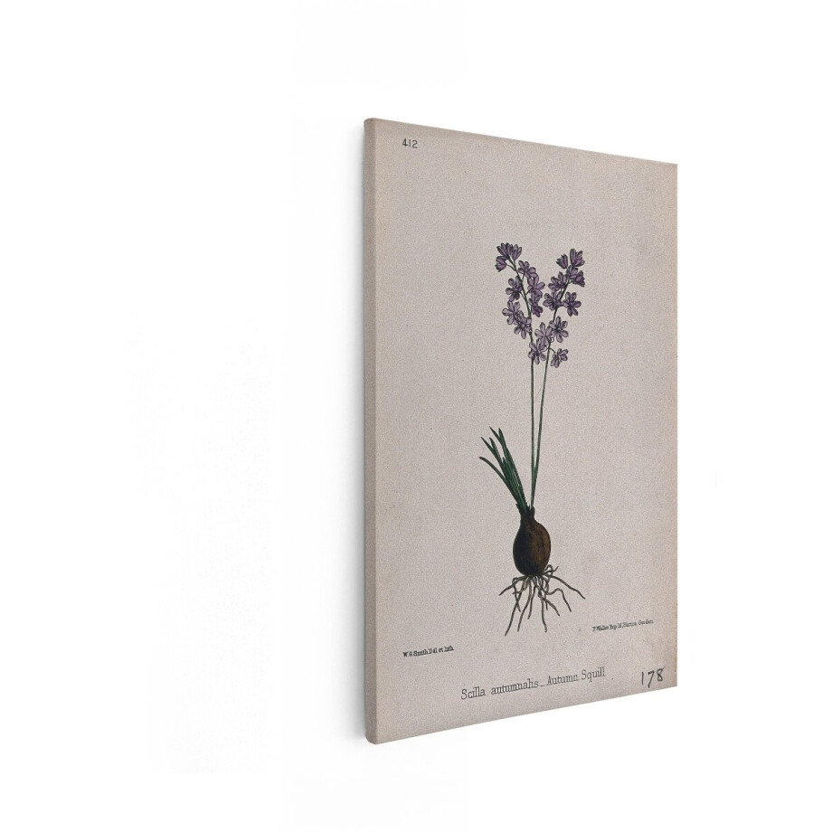Artaza Canvas Schilderij Bloem - 20x30 cm - Vintage Muurdecoratie - Wanddecoratie Scilla Autumnalis - Botanische Kamer Accessoires Artaza Canvas Schilderij Bloem - 20x30 cm - Vintage Muurdecoratie - Wanddecoratie Scilla Autumnalis - Botanische Kamer Accessoires afbeelding 1