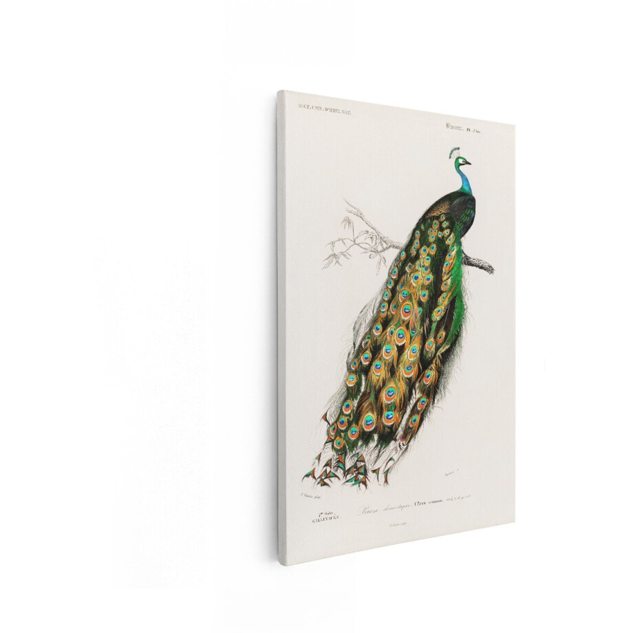 Artaza Canvas Schilderij Prachtige Pauw met Weelderige Staart Zittend op een Tak - Gedetailleerde Illustratie - 40x60 cm - Wanddecoratie Woonkamer - Schilderijen - Muurdecoratie afbeelding 1