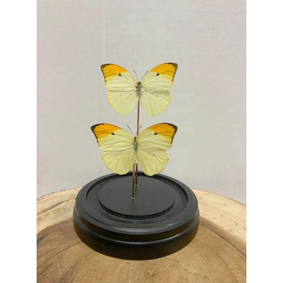 Opgezette Vlinders in Stolp - Vlinder In Glazen Stolp - Vlinderstolp Glas - Geel - 20 cm Opgezette Vlinders in Stolp - Vlinder In Glazen Stolp - Vlinderstolp Glas - Geel - 20 cm afbeelding 1
