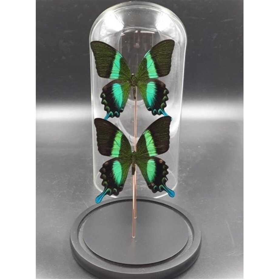 Opgezette Vlinders in Stolp - Vlinder In Glazen Stolp - Vlinderstolp Glas - Groen - 20 cm Opgezette Vlinders in Stolp - Vlinder In Glazen Stolp - Vlinderstolp Glas - Groen - 20 cm afbeelding 1