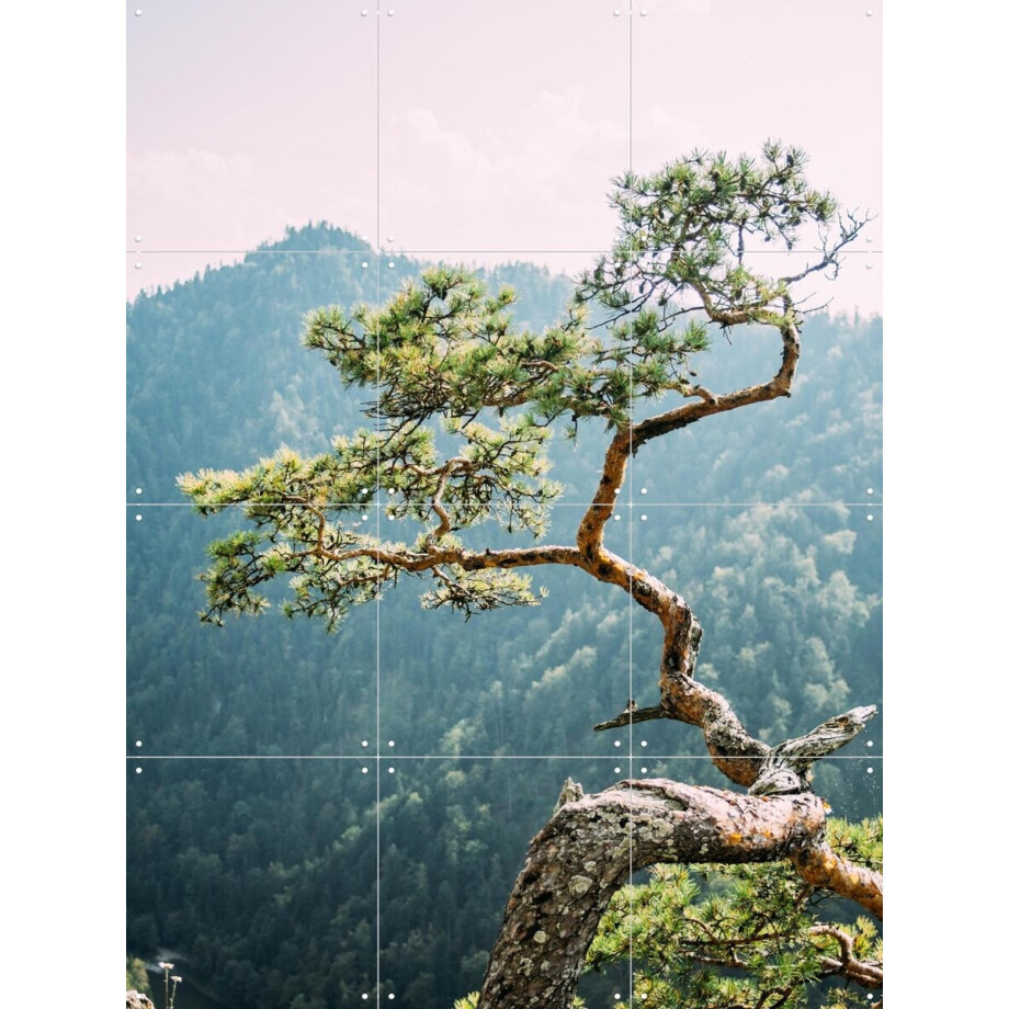 IXXI Sokolica Pine Tree, Pati Photography - 60 x 80 cm - Gratis ophangtool - Grote wanddecoratie en posters - Fotografie, Naturalisme, Woonkamer afbeelding 1