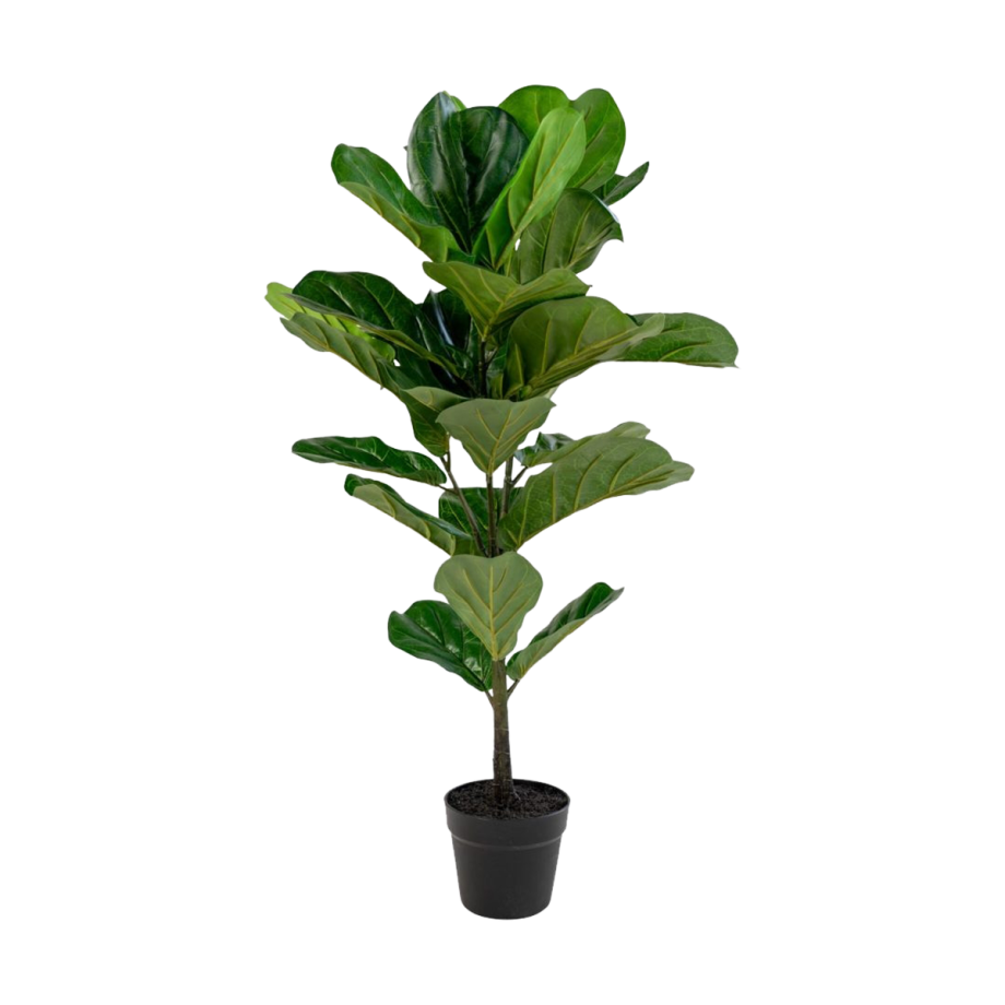 Ellen vioolblad kamerplant - 100 cm afbeelding 1