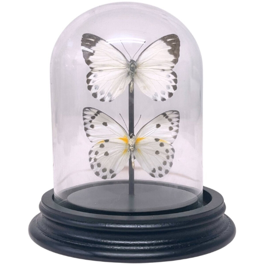 Opgezette vlinders - Belenois Calypso (2) in glazen stolp 9x 12 cm - Geprepareerde vlinders/ insecten Decoratie - Demuseumwinkel.com afbeelding 1