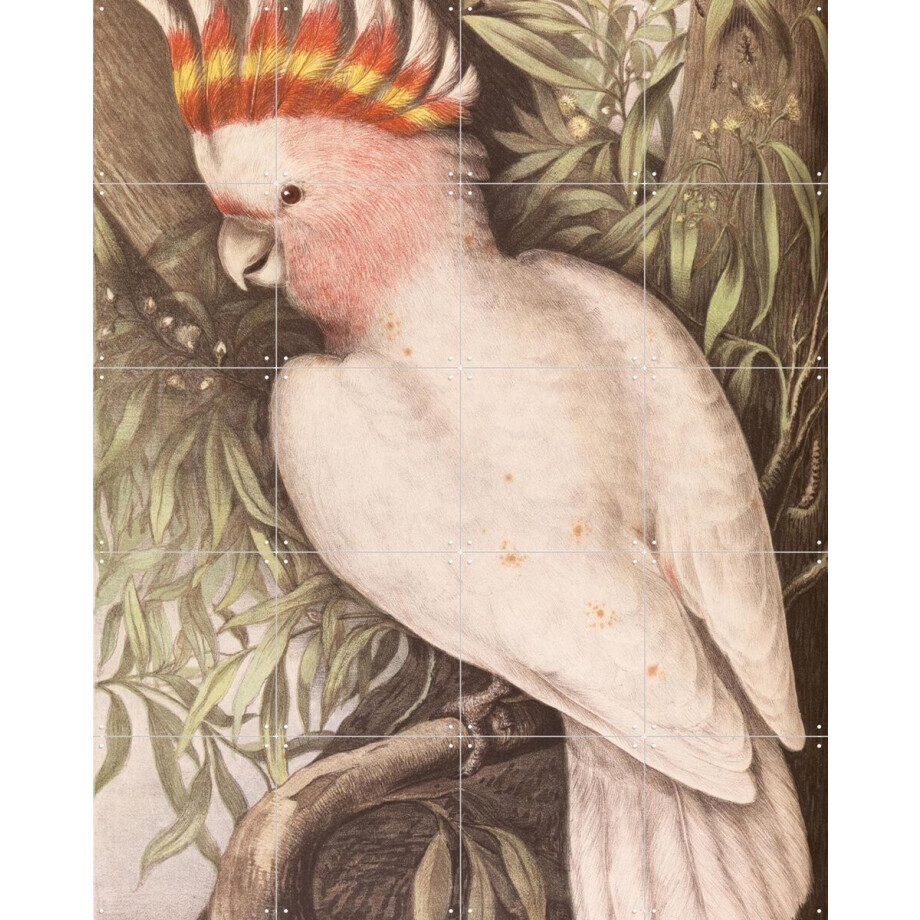 IXXI Cockatoo, Aster Edition - 80 x 100 cm - Gratis ophangtool - Grote wanddecoratie en posters - Naturalisme, Klassiek, Illustraties, Woonkamer IXXI Cockatoo, Aster Edition - 80 x 100 cm - Gratis ophangtool - Grote wanddecoratie en posters - Naturalisme, Klassiek, Illustraties, Woonkamer afbeelding 1