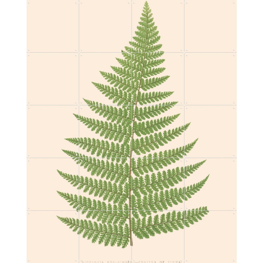 IXXI Dicksonia Rubuginosa, Aster Edition - 80 x 100 cm - Gratis ophangtool - Grote wanddecoratie en posters - Illustraties, Naturalisme, Vintage afbeelding 1