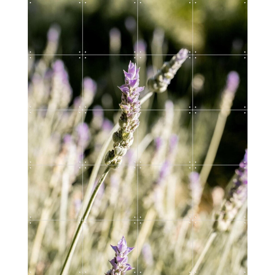 IXXI Lavender Fields, Henrike Schenk - 80 x 100 cm - Gratis ophangtool - Grote wanddecoratie en posters - Fotografie, Naturalisme, Eetkamer IXXI Lavender Fields, Henrike Schenk - 80 x 100 cm - Gratis ophangtool - Grote wanddecoratie en posters - Fotografie, Naturalisme, Eetkamer afbeelding 1