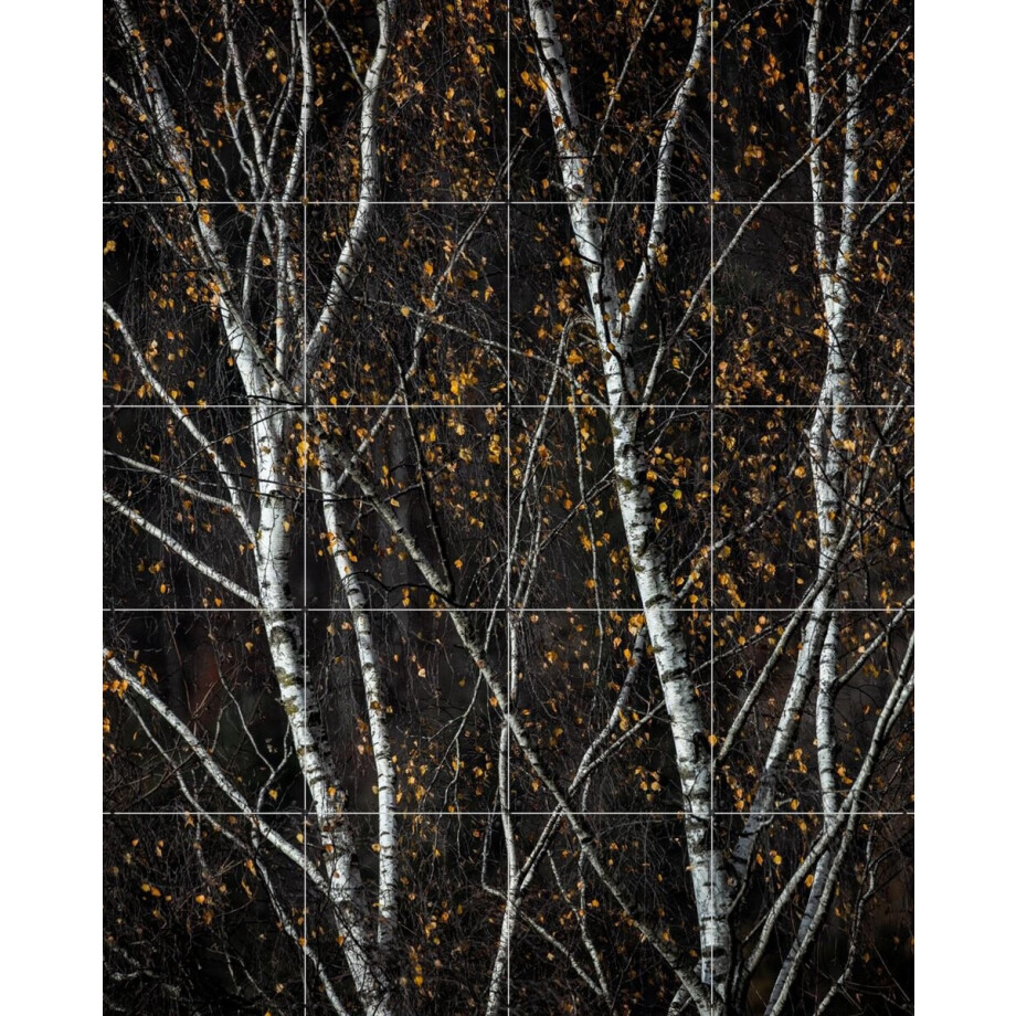 IXXI Birch Trees Dark, Mareike Böhmer - 80 x 100 cm - Gratis ophangtool - Grote wanddecoratie en posters - Realisme, Fotografie, Minimalisme IXXI Birch Trees Dark, Mareike Böhmer - 80 x 100 cm - Gratis ophangtool - Grote wanddecoratie en posters - Realisme, Fotografie, Minimalisme afbeelding 1