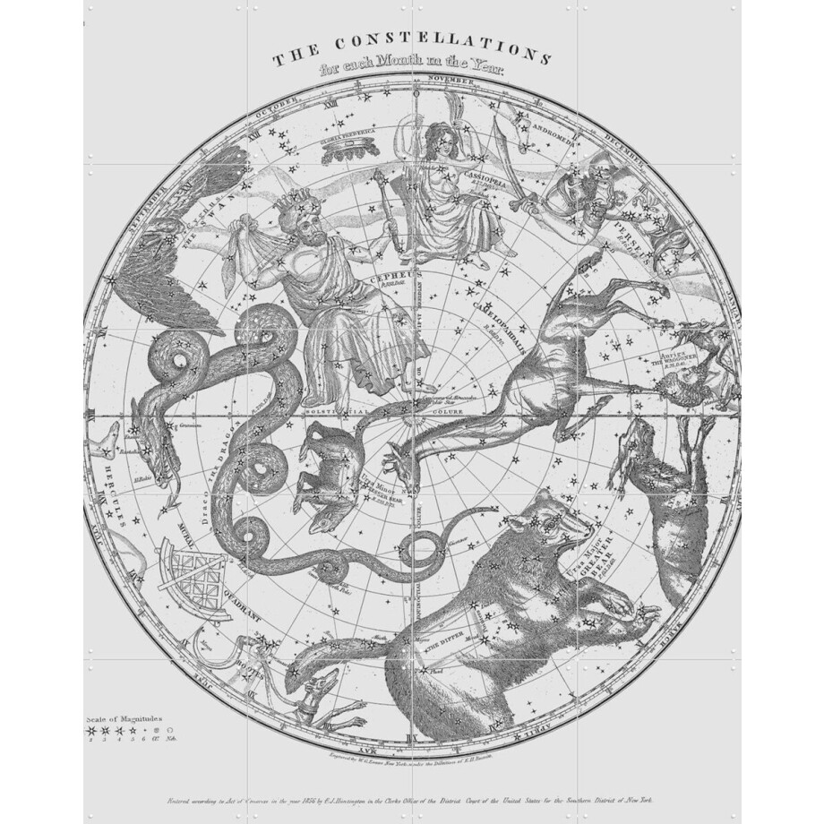 IXXI The Constellations white, Aster Edition - 80 x 100 cm - Gratis ophangtool - Grote wanddecoratie en posters - Houtsnede, Illustraties, Vintage afbeelding 1