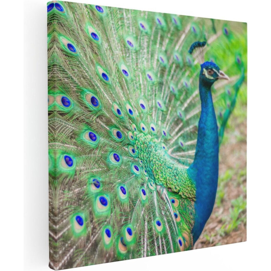 Artaza Canvas Schilderij Pauw - 80x80 cm - Wanddecoratie Vogels - Muurdecoratie Dieren - Schilderijen Op Canvas Woonkamer - Blauw Artaza Canvas Schilderij Pauw - 80x80 cm - Wanddecoratie Vogels - Muurdecoratie Dieren - Schilderijen Op Canvas Woonkamer - Blauw afbeelding 1